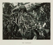 La vanille / [Non identifié]. - Paris : Société des Missions évangéliques, 1933. - 1 impr. photoméc. (ill. de livre) : reprod. photogr., n. et b. ; 9 x 10 cm (im.), 25 x 16 cm (f.).<br />
Dans : "Un petit continent : Madagascar" / H. Rusillon..., 2e...