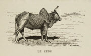Le zébu / M.C. Mayor [del.]. - Paris : Société des Missions évangéliques, 1933. - 1 dess. (ill. de livre) : grav., en noir ; 5 x 8,5 cm (im.), 25 x 16 cm (f.).<br />
Dans : "Un petit continent : Madagascar" / H. Rusillon..., 2e éd., p. 45