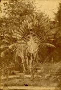 Arbre voyageur [Jardin de l'État, Saint-Denis] / H. Georgi phot.. - La Réunion, [1887-1889]. - 1 photogr. pos. : papier albuminé ; 23 x 15,8 cm.