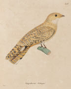 Engoulevent distingué / Prêtre. - Paris : F. G. Levrault, 1838. - 1 est. : grav., en coul., aquarellée ; 36 x 26 cm (f.).<br />
Dans : "Nouveau recueil de planches coloriées d'oiseaux..." / publié par C. J. Temminck et le Baron Meiffren-Laugier de Ch...