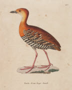Poule-d'eau large-bande / Hüet. - Paris : F. G. Levrault, 1838. - 1 est. : grav., en coul., aquarellée ; 36 x 26 cm (f.).<br />
Dans : "Nouveau recueil de planches coloriées d'oiseaux..." / publié par C. J. Temminck et le Baron Meiffren-Laugier de Cha...