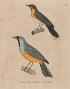 1, Drymophile militaire ; 2, [Drymophile] tribande / Prêtre. - Paris : F. G. Levrault, 1838. - 1 est. : grav., en coul., aquarellée ; 36 x 26 cm (f.).<br />
Dans : "Nouveau recueil de planches coloriées d'oiseaux..." / publié par C. J. Temminck et le ...