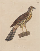 Autour tachiro, femelle jeune / Prêtre. - Paris : F. G. Levrault, 1838. - 1 est. : grav., en coul., aquarellée ; 36 x 26 cm (f.).<br />
Dans : "Nouveau recueil de planches coloriées d'oiseaux..." / publié par C. J. Temminck et le Baron Meiffren-Laugie...
