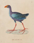 Talève émeraudin, adulte / Hüet. - Paris : F. G. Levrault, 1838. - 1 est. : grav., en coul., aquarellée ; 36 x 26 cm (f.).<br />
Dans : "Nouveau recueil de planches coloriées d'oiseaux..." / publié par C. J. Temminck et le Baron Meiffren-Laugier de ...