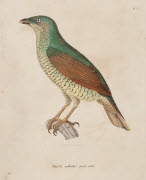 Piroll velouté, femelle adulte / Hüet. - Paris : F. G. Levrault, 1838. - 1 est. : grav., en coul., aquarellée ; 36 x 26 cm (f.).<br />
Dans : "Nouveau recueil de planches coloriées d'oiseaux..." / publié par C. J. Temminck et le Baron Meiffren-Laugie...
