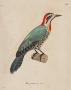 Pic poignardé, femelle / Prêtre. - Paris : F. G. Levrault, 1838. - 1 est. : grav., en coul., aquarellée ; 36 x 26 cm (f.).<br />
Dans : "Nouveau recueil de planches coloriées d'oiseaux..." / publié par C. J. Temminck et le Baron Meiffren-Laugier de C...