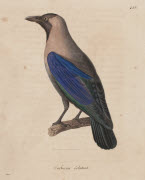 Corbeau éclatant / Hüet. - Paris : F. G. Levrault, 1838. - 1 est. : grav., en coul., aquarellée ; 36 x 26 cm (f.).<br />
Dans : "Nouveau recueil de planches coloriées d'oiseaux..." / publié par C. J. Temminck et le Baron Meiffren-Laugier de Chartrous...