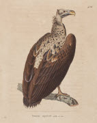 Vautour impérial, adulte en mue / Hüet. - Paris : F. G. Levrault, 1838. - 1 est. : grav., en coul., aquarellée ; 36 x 26 cm (f.).<br />
Dans : "Nouveau recueil de planches coloriées d'oiseaux..." / publié par C. J. Temminck et le Baron Meiffren-Laugi...