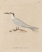 Hirondelle de mer, nuque noire / Hüet. - Paris : F. G. Levrault, 1838. - 1 est. : grav., en coul., aquarellée ; 36 x 26 cm (f.).<br />
Dans : "Nouveau recueil de planches coloriées d'oiseaux..." / publié par C. J. Temminck et le Baron Meiffren-Laugier...