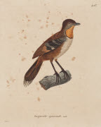 Onguiculé spinicaude, mâle / Prêtre. - Paris : F. G. Levrault, 1838. - 1 est. : grav., en coul., aquarellée ; 36 x 26 cm (f.).<br />
Dans : "Nouveau recueil de planches coloriées d'oiseaux..." / publié par C. J. Temminck et le Baron Meiffren-Laugier...
