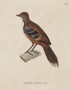 Onguiculé spinicaude, femelle / Prêtre. - Paris : F. G. Levrault, 1838. - 1 est. : grav., en coul., aquarellée ; 36 x 26 cm (f.).<br />
Dans : "Nouveau recueil de planches coloriées d'oiseaux..." / publié par C. J. Temminck et le Baron Meiffren-Laugi...