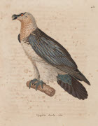 Gypaëte barbu, adulte / Hüet. - Paris : F. G. Levrault, 1838. - 1 est. : grav., en coul., aquarellée ; 36 x 26 cm (f.).<br />
Dans : "Nouveau recueil de planches coloriées d'oiseaux..." / publié par C. J. Temminck et le Baron Meiffren-Laugier de Char...