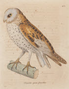 Chouette queue-fourchue / Prêtre. - Paris : F. G. Levrault, 1838. - 1 est. : grav., en coul., aquarellée ; 36 x 26 cm (f.).<br />
Dans : "Nouveau recueil de planches coloriées d'oiseaux..." / publié par C. J. Temminck et le Baron Meiffren-Laugier de C...