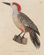 Pic sourcil-noir, mâle / Prêtre. - Paris : F. G. Levrault, 1838. - 1 est. : grav., en coul., aquarellée ; 36 x 26 cm (f.).<br />
Dans : "Nouveau recueil de planches coloriées d'oiseaux..." / publié par C. J. Temminck et le Baron Meiffren-Laugier de C...