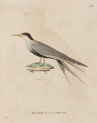 Hirondelle de mer ventre noir / Prêtre. - Paris : F. G. Levrault, 1838. - 1 est. : grav., en coul., aquarellée ; 36 x 26 cm (f.).<br />
Dans : "Nouveau recueil de planches coloriées d'oiseaux..." / publié par C. J. Temminck et le Baron Meiffren-Laugie...