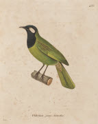 Philédon joues-blanches / Prêtre. - Paris : F. G. Levrault, 1838. - 1 est. : grav., en coul., aquarellée ; 36 x 26 cm (f.).<br />
Dans : "Nouveau recueil de planches coloriées d'oiseaux..." / publié par C. J. Temminck et le Baron Meiffren-Laugier de ...