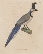 Garrule commandeur / Prêtre. - Paris : F. G. Levrault, 1838. - 1 est. : grav., en coul., aquarellée ; 36 x 26 cm (f.).<br />
Dans : "Nouveau recueil de planches coloriées d'oiseaux..." / publié par C. J. Temminck et le Baron Meiffren-Laugier de Chartr...