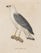 Buse mantelée, adulte / Hüet. - Paris : F. G. Levrault, 1838. - 1 est. : grav., en coul., aquarellée ; 36 x 26 cm (f.).<br />
Dans : "Nouveau recueil de planches coloriées d'oiseaux..." / publié par C. J. Temminck et le Baron Meiffren-Laugier de Char...