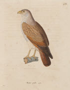Buse pâle, mâle / Hüet. - Paris : F. G. Levrault, 1838. - 1 est. : grav., en coul., aquarellée ; 36 x 26 cm (f.).<br />
Dans : "Nouveau recueil de planches coloriées d'oiseaux..." / publié par C. J. Temminck et le Baron Meiffren-Laugier de Chartrous...