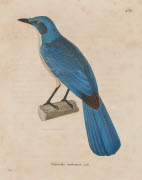 Garrule outremer, mâle / Prêtre. - Paris : F. G. Levrault, 1838. - 1 est. : grav., en coul., aquarellée ; 36 x 26 cm (f.).<br />
Dans : "Nouveau recueil de planches coloriées d'oiseaux..." / publié par C. J. Temminck et le Baron Meiffren-Laugier de C...